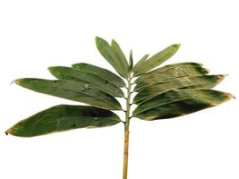 bamboe bladeren geïsoleerd op een witte achtergrond. bamboe blad op witte achtergrond foto