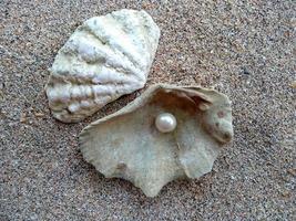 schelp met een parel op een strandzand foto