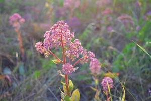 paarse crassula plant foto