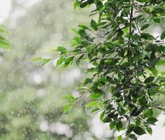 groene bladeren en stromende regen in regenachtige dagtextuur. schoonheid vallende regendruppel op natte tropische blad natuur met bokeh achtergrond. foto