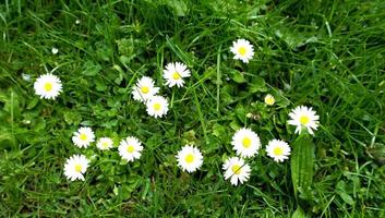 witte bloemen en gras foto