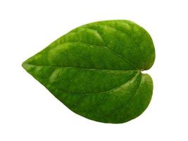 groene blad achtergrond. hartvormige groene bladeren. groen betelblad geïsoleerd op witte achtergrond foto