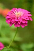 zinnia bloemen, kleurrijke bloemen, tropische bloemen, thaise bloemen, close-up shot. foto