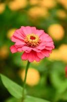 zinnia bloemen, kleurrijke bloemen, tropische bloemen, thaise bloemen, close-up shot. foto