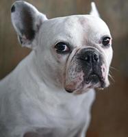 hond gezicht, franse bulldog, witte hond, gerimpeld gezicht, close-up gezicht focus. foto
