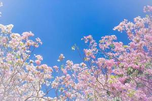 pantip roze bloemen bloeien op een helderblauwe dag. vervaag de background.pink trompetboom in thailand foto