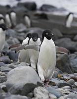 adelie pinguïns