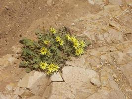 bloem op steen foto