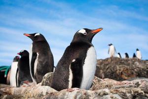 pinguïns op Antarctica foto