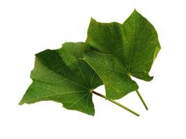 groen ricinus communis blad op witte achtergrond foto