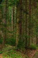 groene groenblijvende sparren en dennen zijn bedekt met rijm, ochtendvorst in het bos. foto