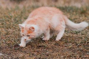 een pluizig huisdier speelt met zijn prooi, een mol als voedsel voor een kat, een knaagdier en een kat. foto