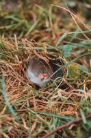 een kleine grijze mol klom uit de grond, een dier in het gras. foto