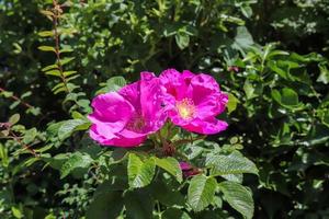 mooie bloemen in een europese tuin in verschillende kleuren foto