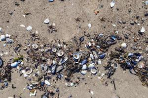 schelpen op het strandzand in de zomerzon - vakantieachtergrond. foto