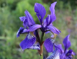 mooie bloemen in een europese tuin in verschillende kleuren foto