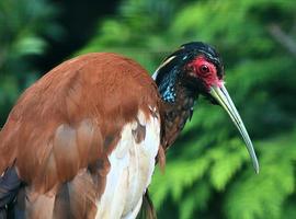 prachtige kraanvogels in een gedetailleerde close-up op een zonnige dag in de zomer foto