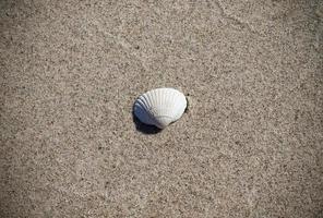 schelpen op het strandzand in de zomerzon - vakantieachtergrond. foto