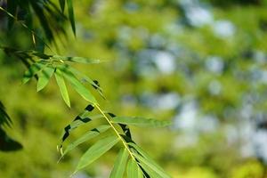 close-up bamboe blad met groene achtergrond wazig. foto