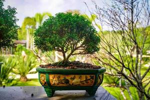 bonzai boom op de houten tafel in de tuin. foto