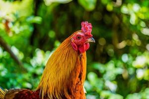 close-up tot kuiken op groene achtergrond. foto