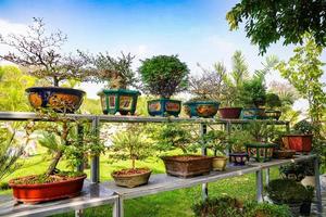 bonzai boom op de houten tafel in de tuin. foto