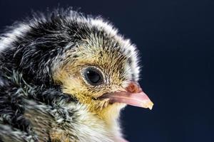 close-up macrofotografie baby zwarte appenzeller chick op donkerblauwe achtergrond. foto