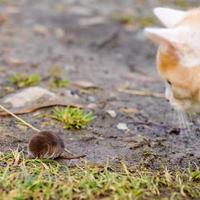 een hongerig rood roofdier speelt met een mol, een kat heeft een mol gevangen. foto