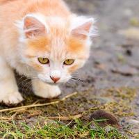 gember en wit katje met zijn prooi van een muis foto