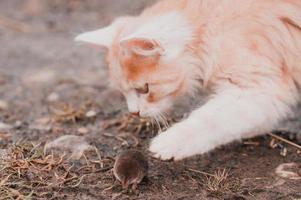 gember en wit katje met zijn prooi van een muis foto