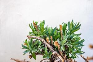 groene bladeren van lavendelstruik foto