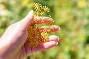 tuinieren en landbouw concept. vrouwelijke landarbeider hand oogst groene verse rijpe biologische dille in tuin bed. veganistische vegetarische zelfgekweekte voedselproductie. vrouwenboer die geurig kruid plukt. foto