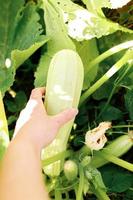 tuinieren en landbouw concept. vrouwelijke landarbeider hand oogst groene verse rijpe biologische courgette in de tuin. veganistische vegetarische zelfgekweekte voedselproductie. vrouw die courgettepompoen plukt. foto