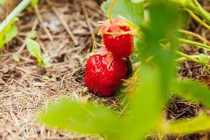 industriële teelt van aardbeienplant. struik met rijpe rode vruchten aardbei in zomertuin bed. natuurlijke teelt van bessen op de boerderij. eco gezonde biologische voeding tuinbouw concept achtergrond. foto