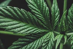 het kweken van medische marihuanaplant binnenshuis. gezondheidszorg met medicinale cannabis. wietplant, biologisch foto
