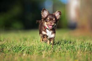 bruin driekleurig chihuahua puppy foto