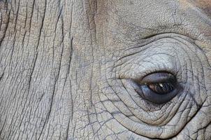 detail van een oog grote eenhoornige neushoorn foto
