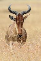 kongoni of hartebeest in de serengeti graslanden foto