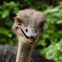 gelukkige struisvogel
