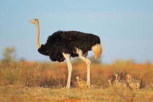 struisvogel met kuikens