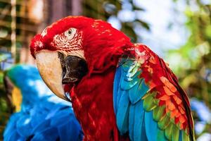 rode ara of ara kaketoes papegaai close-up foto