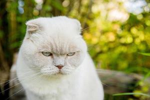 grappig portret van kortharige binnenlandse witte kitten op groene achtertuin achtergrond. Britse kat die op zomerdag buiten in de tuin loopt. huisdier zorg gezondheid en dieren concept. foto