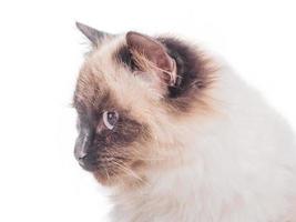 kattenras neva maskerade kleur kleurpunt. rasechte mooie kat isolaat. foto