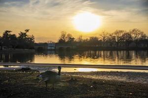 Canadese ganzen voor een vijver bij zonsondergang foto