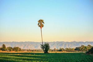 palmboom op landbouwgebied foto