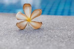 half gedroogde bloem in de buurt van zwembad. foto