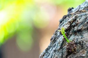 kleine tak groeit uit grote boom, groeiconcept foto