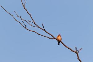 Europese distelvink genietend van de lentezon bij zonsopgang foto