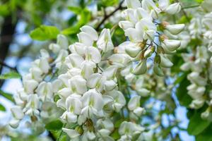witte acacia bloemen close-up foto