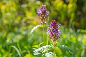 betonica officinalis, een meerjarige kruidachtige plant. geneeskrachtige planten en kruiden, plantkunde. foto